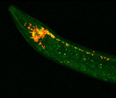 Neurotransmission