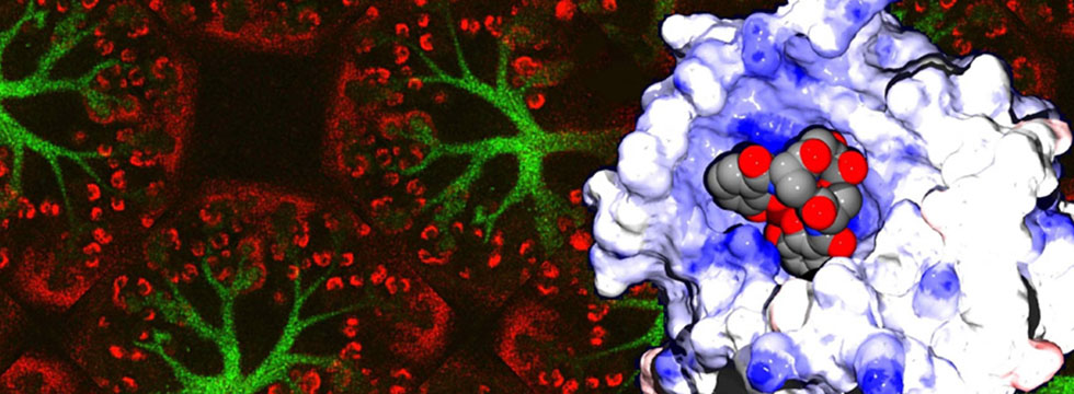 Translational Biophysics