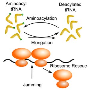 Translation and Ribasomal Function