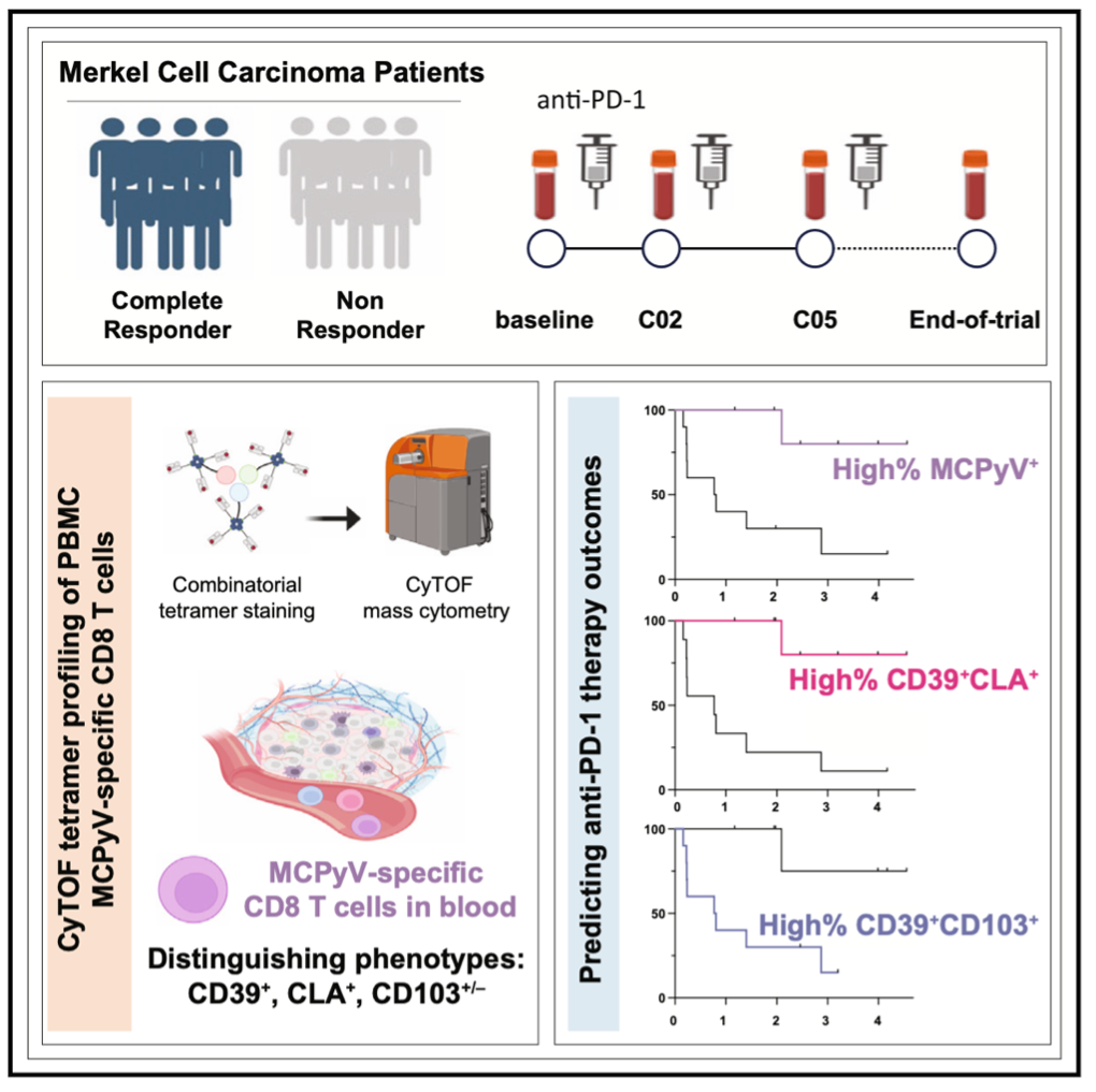 A tale of two T cells in Merkel Cell Carcinoma | Fred Hutchinson Cancer ...